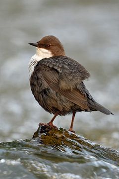 White throated Dipper * Cinclus cinclus * van wunderbare Erde