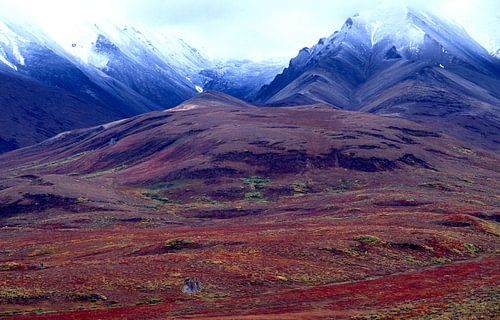 Alaska, Denali National Park