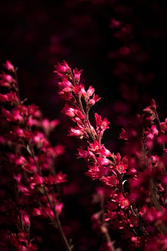 Heuchera sanguinea, purperklokje