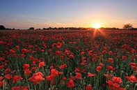 Champ de coquelicots. par Patrick Brouwers Aperçu