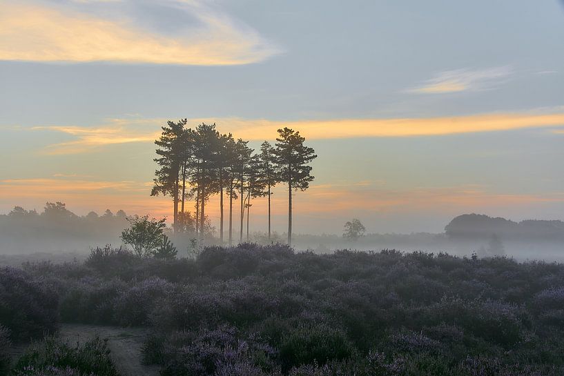 Sunrise on the purple heath by Ad Jekel