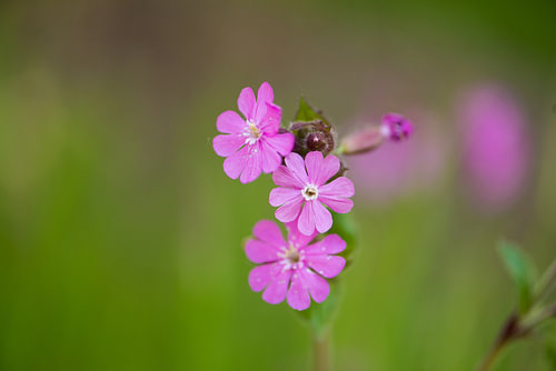 Photo cuckoo flower