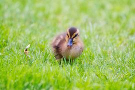 Baby-Ente mit Schmetterling von WeVaFotografie