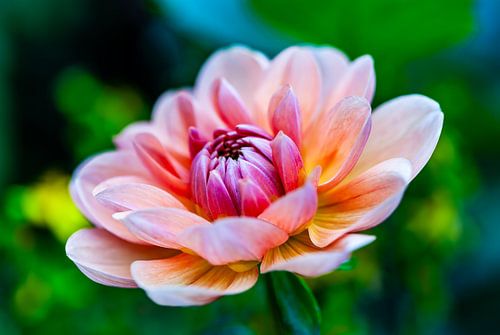 Dahlia flower