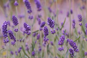 lavendel
