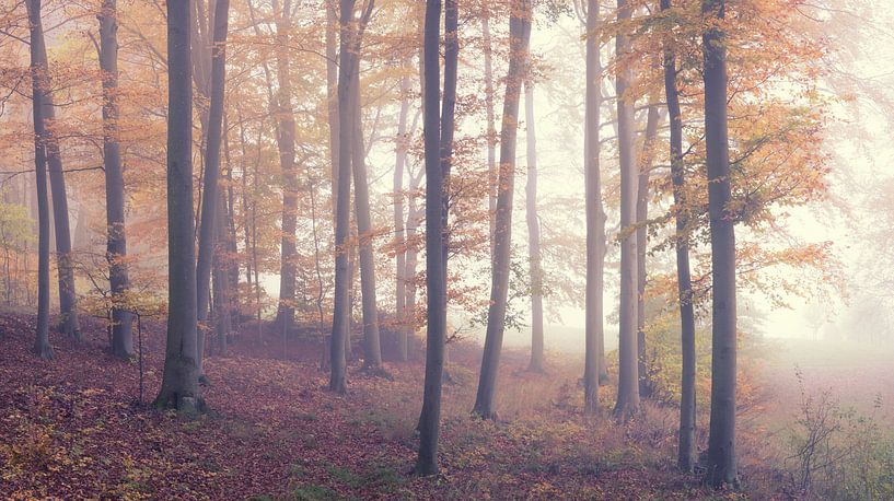 Geheimnisvoller Nebel im Wald von Tobias Luxberg