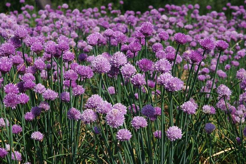 Fleurs de ciboulette dans les champs par cuhle-fotos