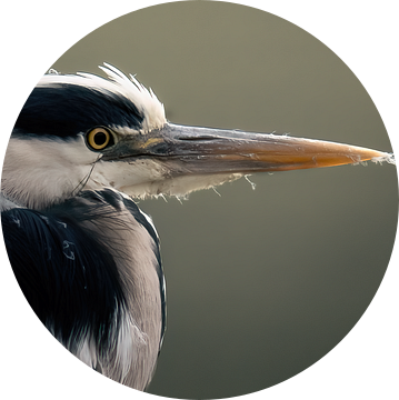 Blauwe Reiger van Maurice Cobben