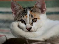 Kitten