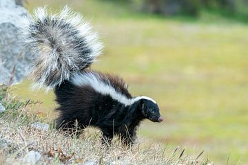A fluffy Patagonian Hog-nosed Skunk by RobJansenphotography