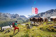 Een bergwandelaar oog in oog met koeien in Wallis van Menno Boermans thumbnail
