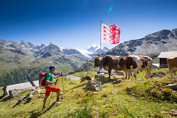 Un randonneur en montagne face à des vaches en Valais