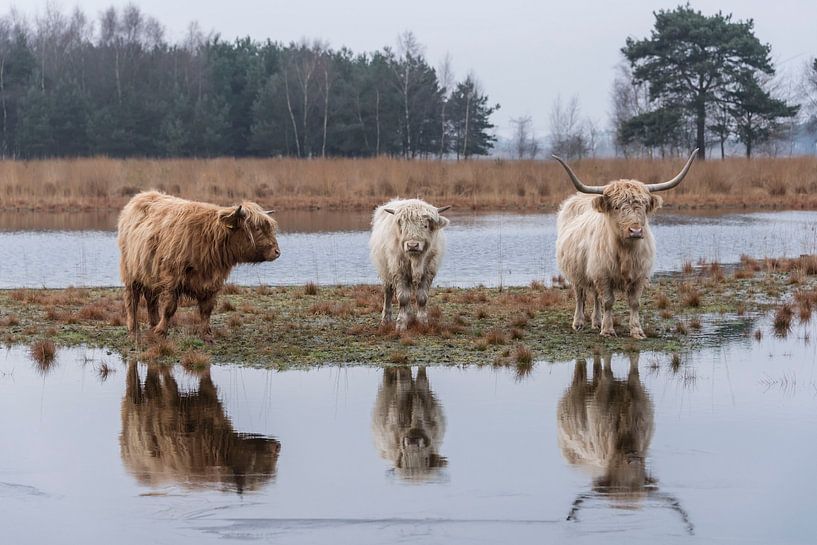 Schottische Highlander mit Reflexion von Ans Bastiaanssen