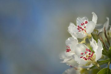 Fleurs de poirier sur Dieter Beselt