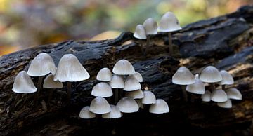 Mushrooms pale yellow Mycena or flavoalba on a tree stump in autumn by W J Kok