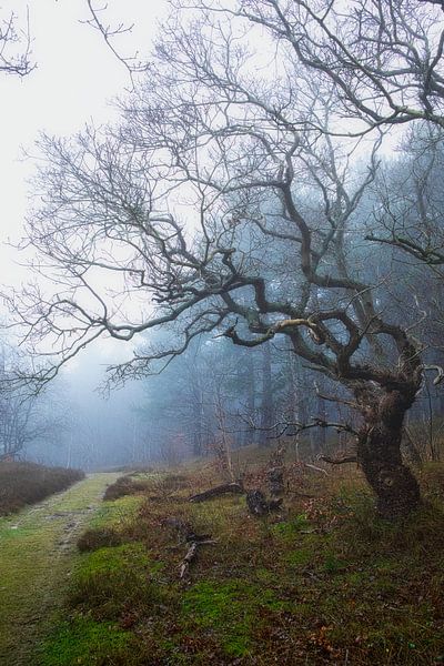 Alte Eiche im Nebel in Bergen von peterheinspictures