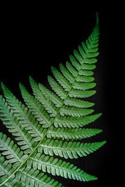 Fern leaf by Martijn Joosse