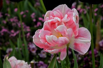 Roze tulp in een bloembak van Corine Dekker