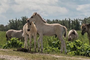 Konik foals by Ans Bastiaanssen