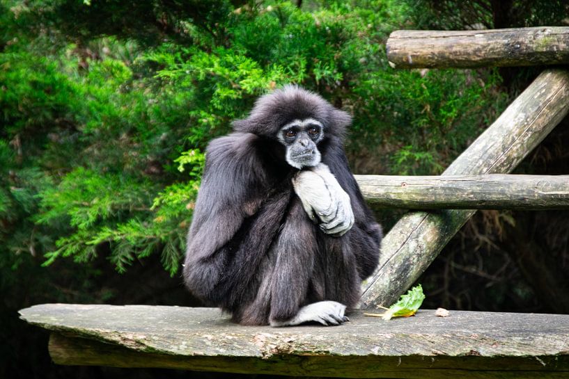 Le singe solitaire par Denise Vlieland