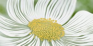 Gänseblümchen abstrakt