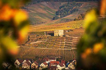 Ruïne in de wijngaarden in gouden oktober in Baden-württemberg van Daniel Pahmeier