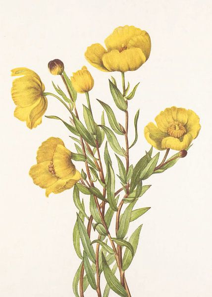Bushpoppy From North American Wildflowers (1925) von Mary Vaux Walcott von Pictufy 