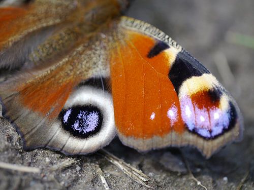 Wing of beauty