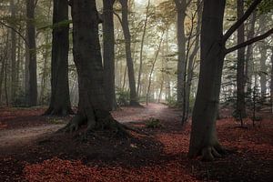 Der Slochter Wald