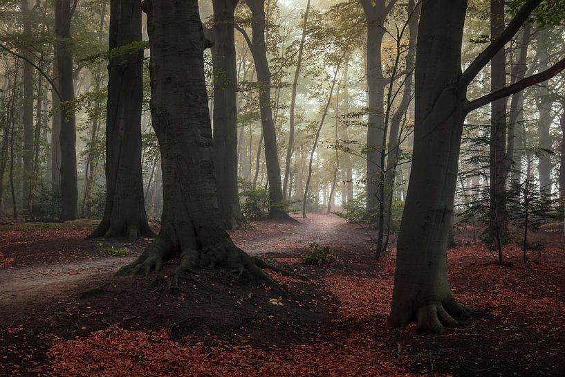 The Slochter forest by Marga Vroom
