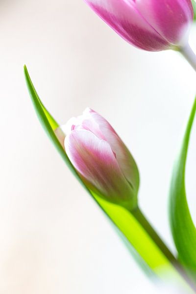Tulpe von Willy Sybesma
