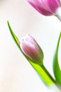 Tulpe von Willy Sybesma Miniaturansicht