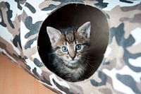 Cute kitten