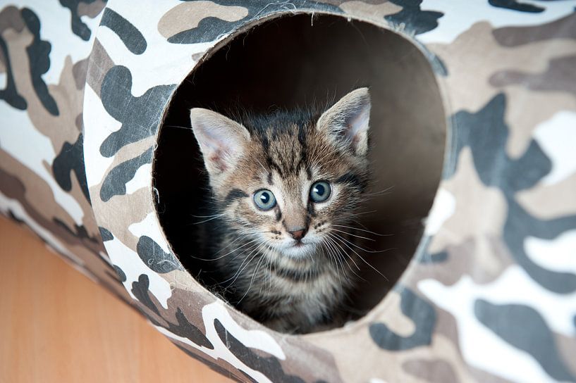 Cute kitten by Rene du Chatenier