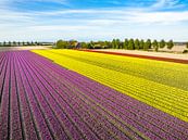 Tulpen in velden in de lente van bovenaf gezien van Sjoerd van der Wal Fotografie thumbnail
