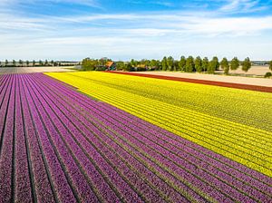 Tulpen auf Feldern im Frühling von oben gesehen