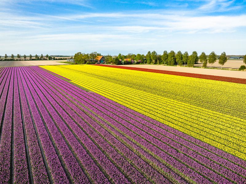 Tulpen in velden in de lente van bovenaf gezien van Sjoerd van der Wal Fotografie