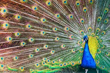 As proud as a peacock by Marcel Mooij