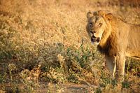 Lion, Parc national de Mana Pools, Zimbabwe
