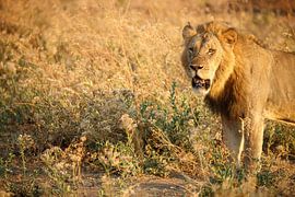 Lion, Mana Pools National Park, Zimbabwe by Marco Kost