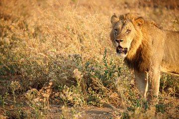 Leeuw, Mana Pools National Park, Zimbabwe van Marco Kost