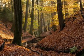 Herbst von Rob Willemsen photography