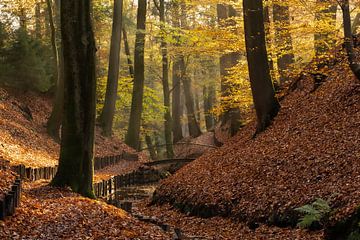 Autumn by Rob Willemsen photography