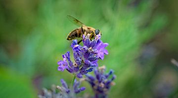 When looking for flowers lavender by Mariska Wondergem
