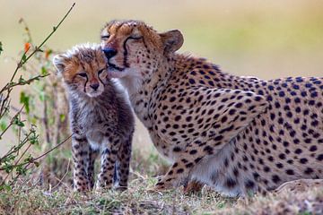 Cheetahs cares van Peter Michel