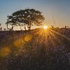 De Westerheide in Hilversum met zonsondergang van Danielle Bosschaart