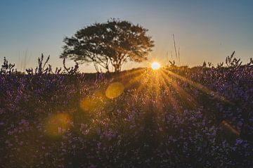 De Westerheide in Hilversum met zonsondergang van Danielle Bosschaart