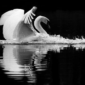 Zachte landing - zwaan in zwart-wit van Latifa - Natuurfotografie