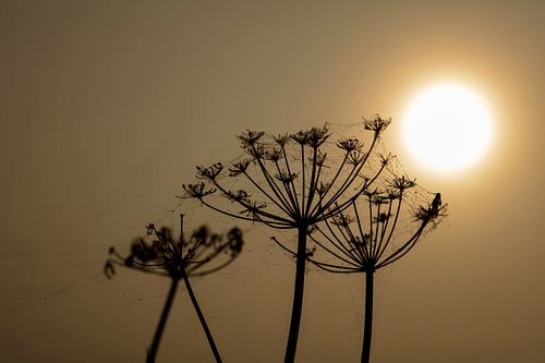 spinnenwebben in de mist met een zonnetje