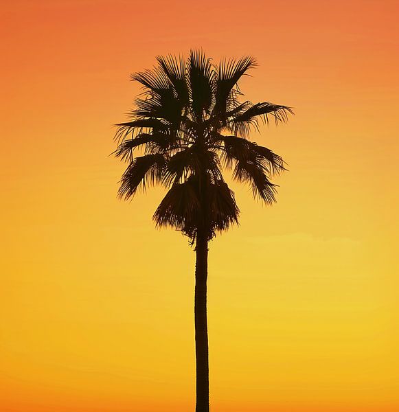 Palmier à la lumière dorée par fernlichtsicht